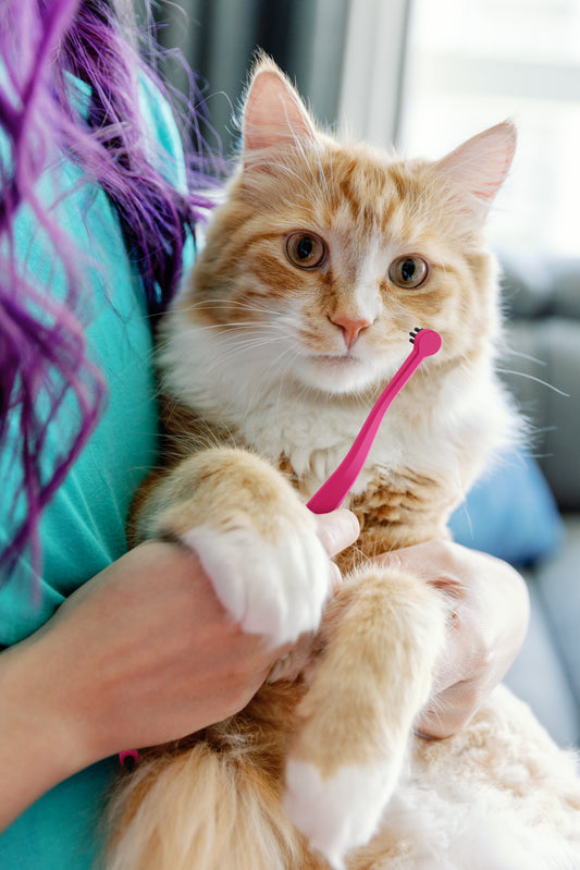 How RYERCAT's Toothbrush is Changing Cat Dental Care