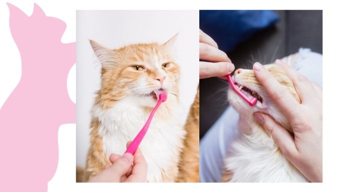 Cat brushing its teeth with a dual sided toothbrush