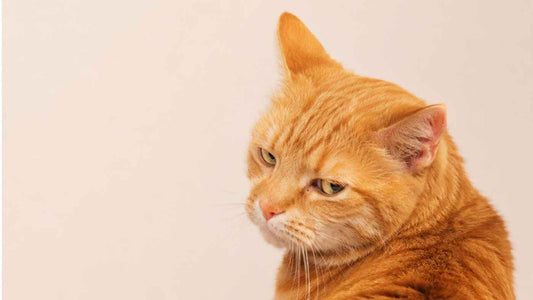 3 Reasons Cats Resist Toothbrushing
