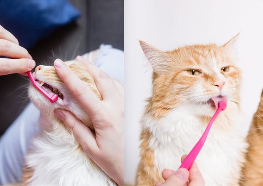 5 Things You Need for a Happy and Healthy Cat5 Things You Need for a Happy and Healthy Cat