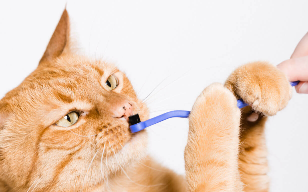 Cat Toothbrush & Toothpaste | RYERCAT
– ryercat.com
