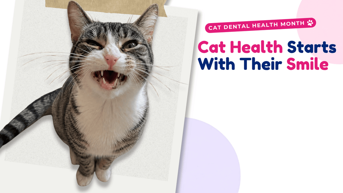 Cat showing its teeth in a Cat Dental Health Month graphic with the message “Cat Health Starts With Their Smile.”