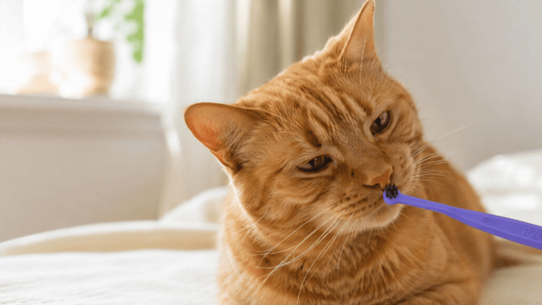 How to Start Brushing Your Cat’s Teeth Without Stress