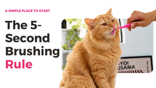 Orange tabby cat being introduced to a pink cat toothbrush as part of the 5-Second Brushing Rule.