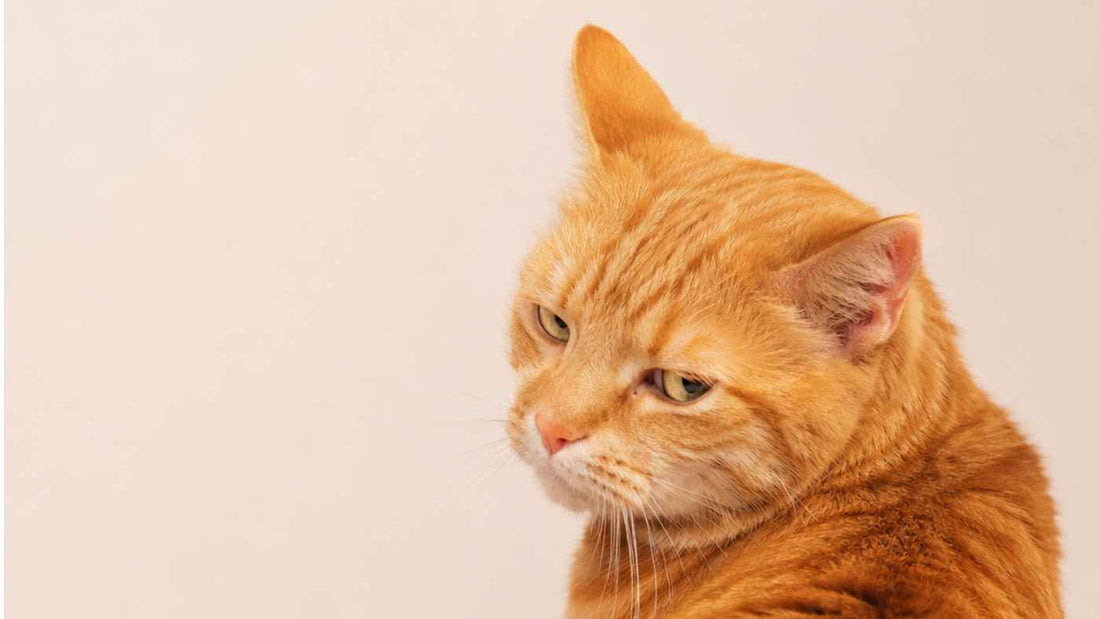 3 Reasons Cats Resist Toothbrushing