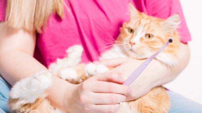 A cat carried by his fur mom waiting for hi teeth to be brushed