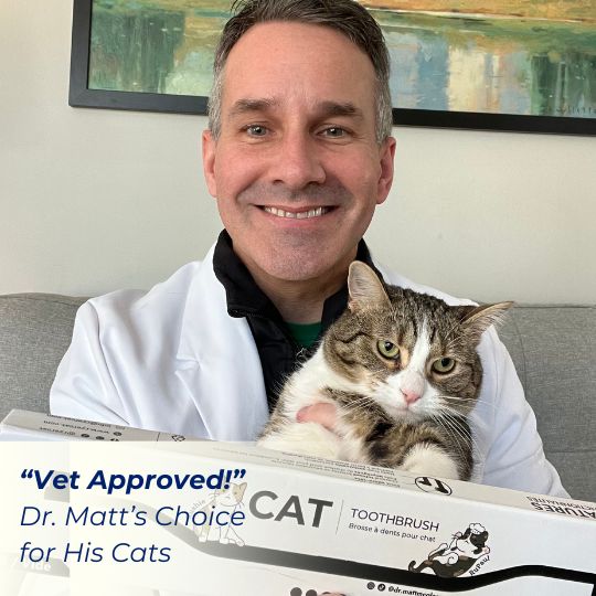 A Veterinarian with his cat recommends a cat toothbrush