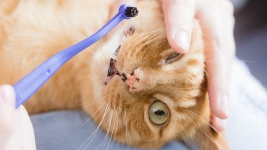 How do I Brush My Cat's Teeth?