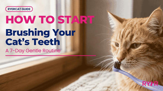 a orange tabby cat sniffing a cat toothbrush