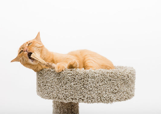 A cat lounging and playing with his silvervine sticks