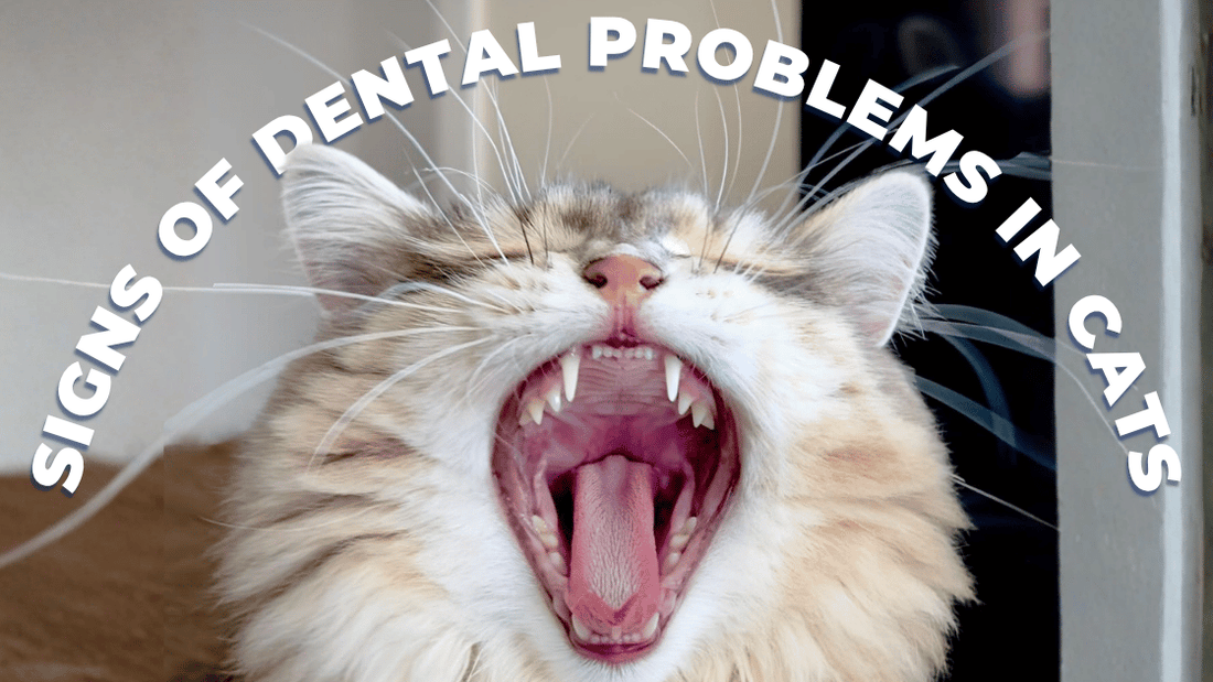 Cat parent gently checking a cat's teeth and gums for signs of dental problems.