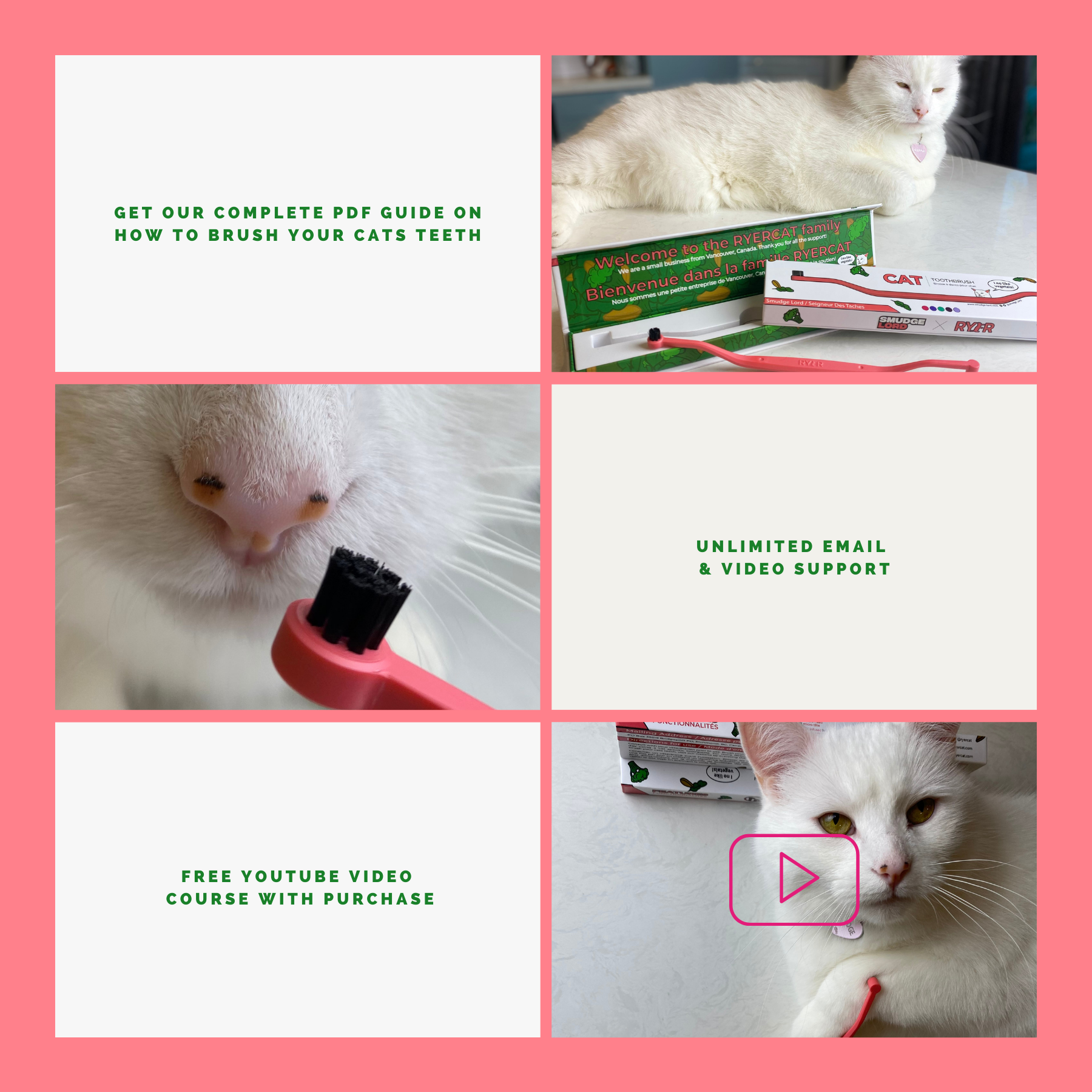 Cat shop toothbrush video