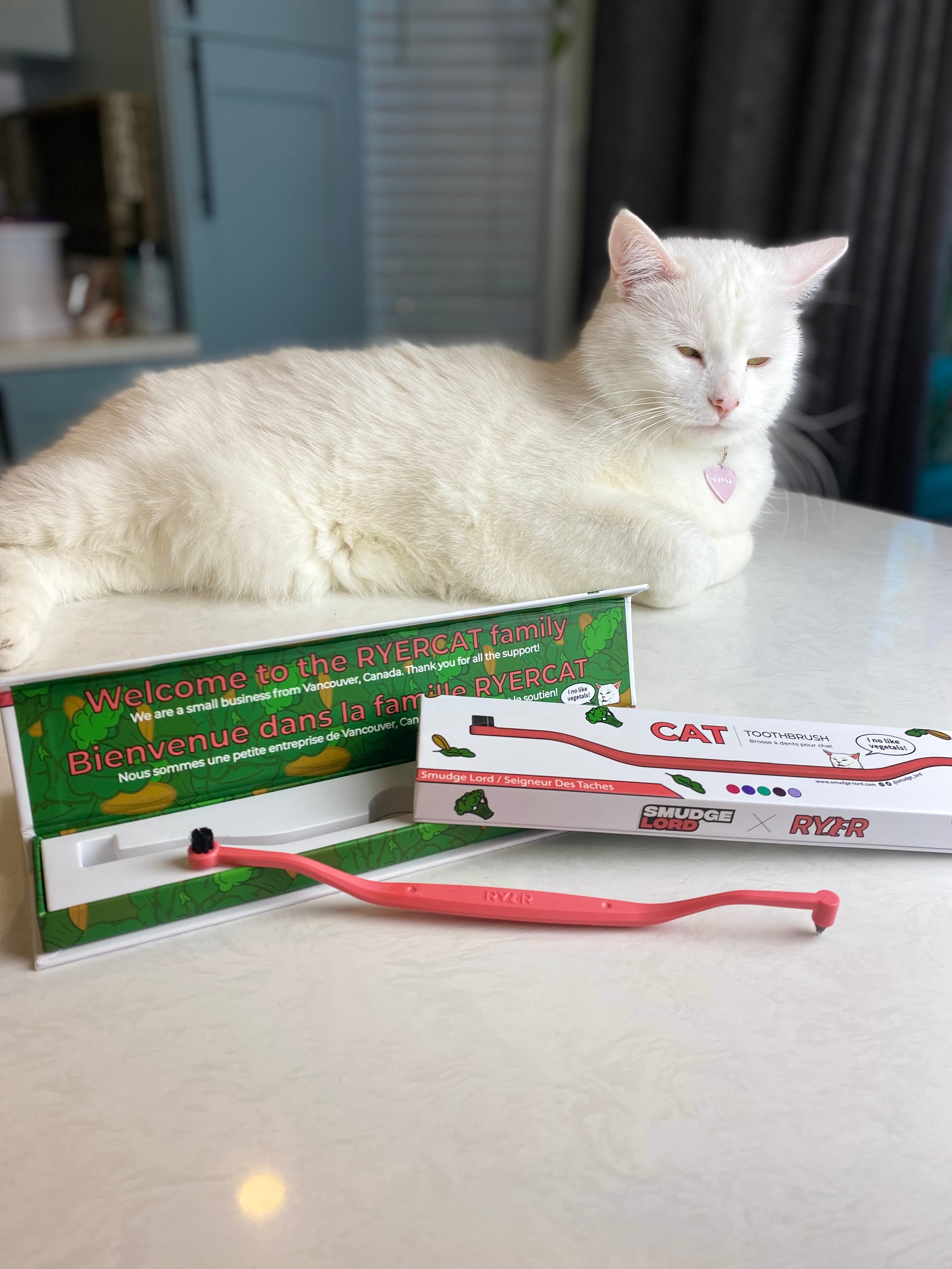 SMUDGELORD x RYERCAT TOOTHBRUSH Salad Cat Approves of Teeth Brushing ryercat