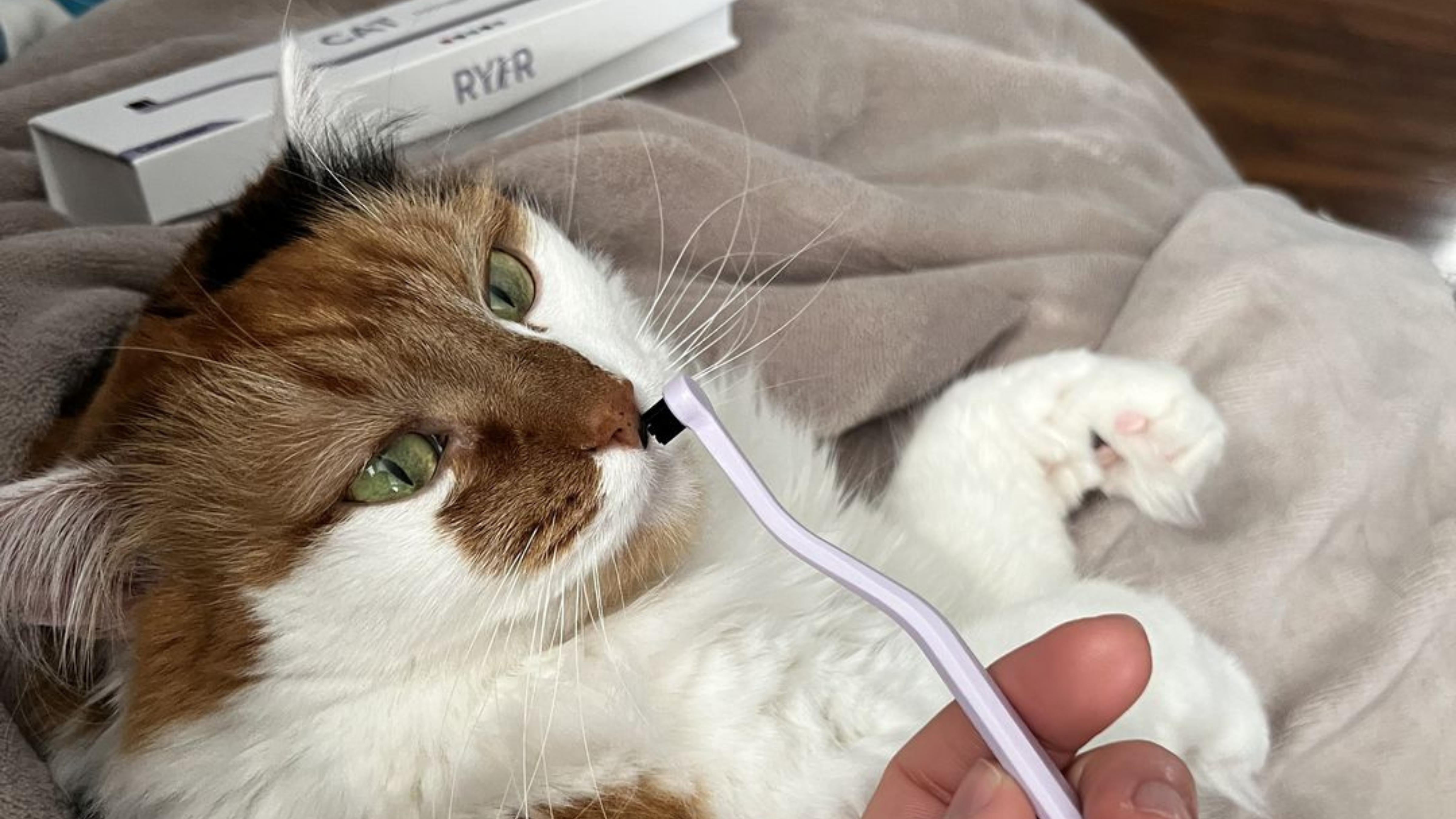so excited to give this a try, it's the most beautiful little toothbrush i've ever seen! my well mannered kitty luckily allows me to brush her teeth, she was already trying to chew on it as soon as i took it out of the box! it arrived on time, nice packaging too! now to go find some kitty toothpaste :)