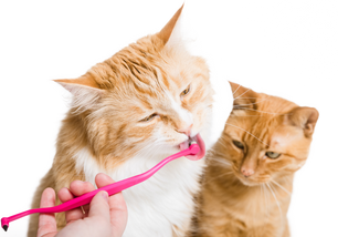 Most cat toothbrushes aren't actually built for cats...
